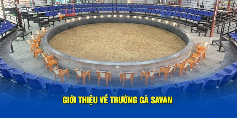 Giới thiệu đôi nét sơ lược về trường gà Savan
