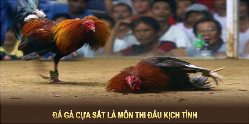 Hình thức này là được ưa thích vì nhiều lý do