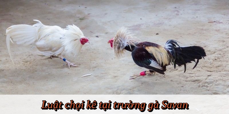 Thông tin về luật chọi kê tại trường gà Savan