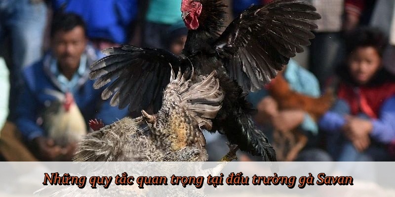 Những quy tắc quan trọng tại đấu trường gà Savan