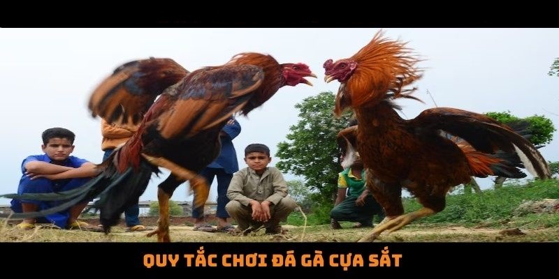 Quy tắc trong đá gà cựa sắt