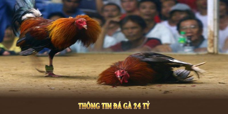 Thông tin trận đá gà 24 tỷ kinh điển trong lịch sử