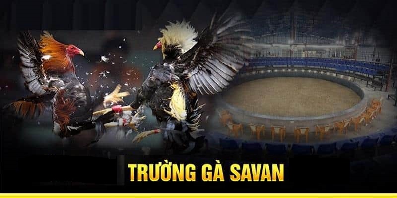trường gà Savan